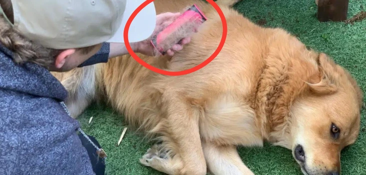 pet owner combs Labrador with Fur Sweep while it relaxes on grass