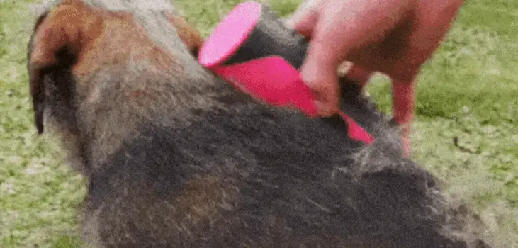 pet owner combs small dog with Fur Sweep