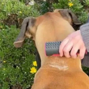 dog's head getting combed with Fur Sweep