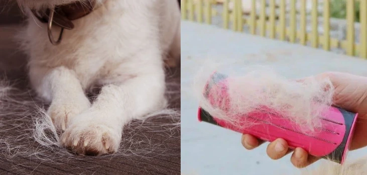 hairy dog on couch and fur caught on Fur Sweep